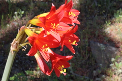 Zephyranthes phycelloides