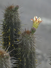 Haageocereus acranthus