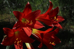 Zephyranthes phycelloides