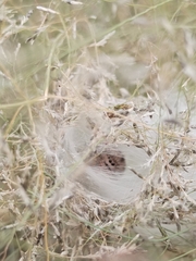 Phidippus octopunctatus