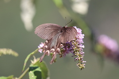 Byasa