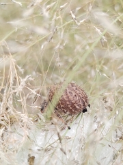 Phidippus octopunctatus