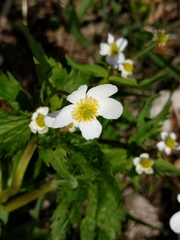 Ranunculoideae