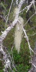 Usnea