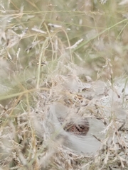 Phidippus octopunctatus
