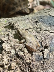 Pseudacris