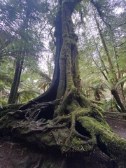 Nothofagus cunninghamii