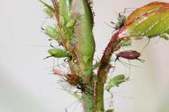 Macrosiphum