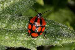 Stiretrus decastigmus