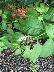 Phytolacca americana
