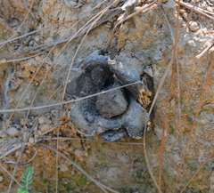 Scleroderma polyrhizum