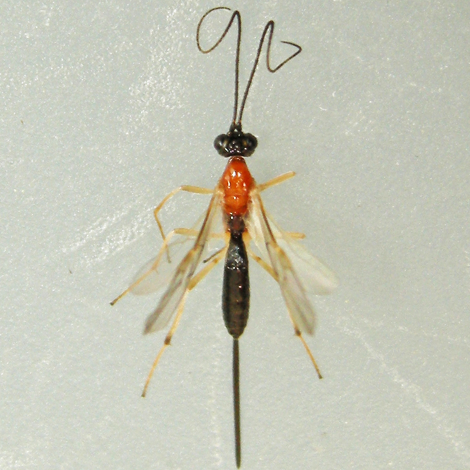 Charmon cruentatus