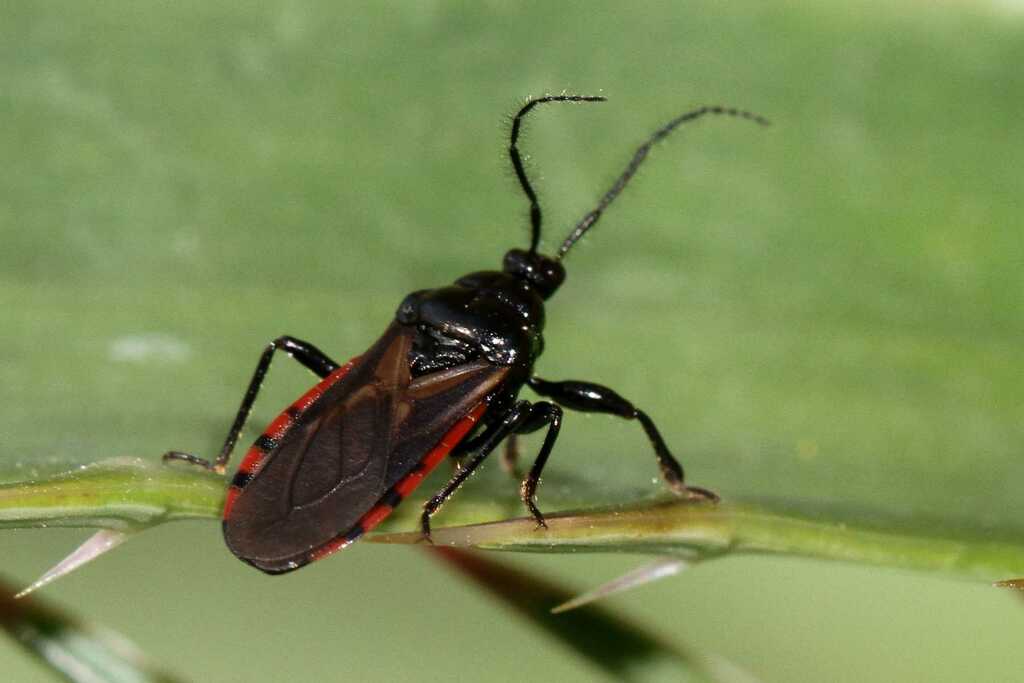 Daraxa