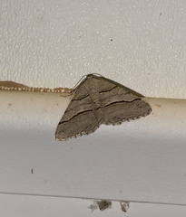 Digrammia continuata