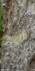 Usnea dasopoga