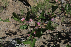 Bridgesia incisifolia