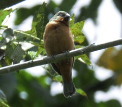 Sporophila minuta