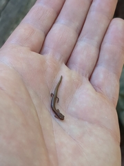 Batrachoseps attenuatus