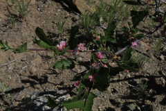 Bridgesia incisifolia