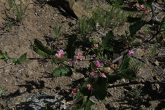 Bridgesia incisifolia