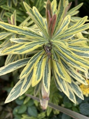 Leptoglossus clypealis