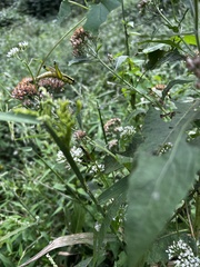 Paroxya