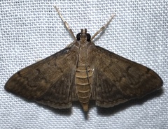 Herpetogramma phaeopteralis