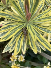 Leptoglossus clypealis