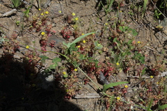 Convolvulus chilensis