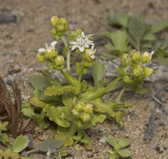 Leucheria cumingii