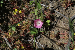 Convolvulus chilensis