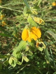 Rhynchocorys orientalis