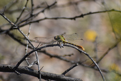 Gomphidae