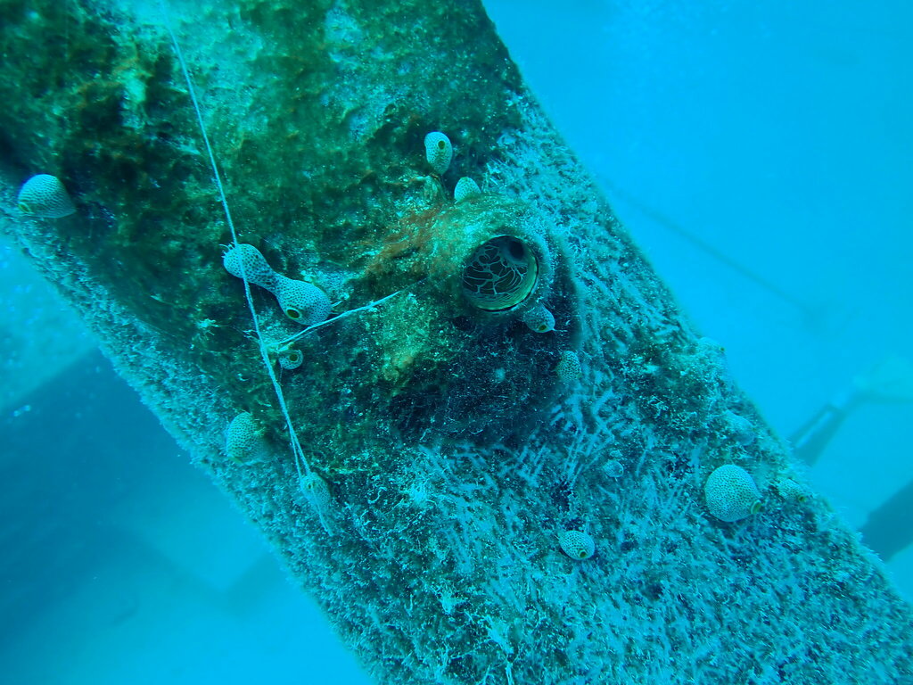 Green Barrel Sea Squirt from John Brewer Reef on August 21, 2022 at 11