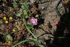 Convolvulus chilensis