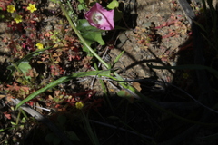 Convolvulus chilensis