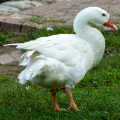 Anser anser domesticus