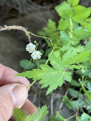 Cardiospermum halicacabum