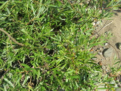Salix lasiandra