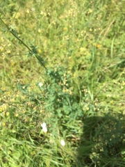 Thalictrum minus
