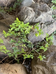 Cardiospermum halicacabum