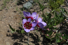 Leucocoryne purpurea