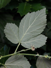 Rubus pensilvanicus