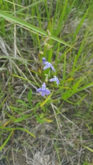 Lobelia gattingeri
