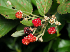 Rubus pensilvanicus