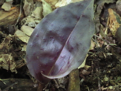 Tipularia discolor