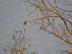 Melanerpes chrysogenys