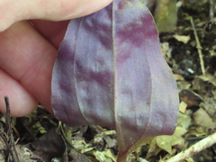 Tipularia discolor