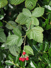 Rubus pensilvanicus