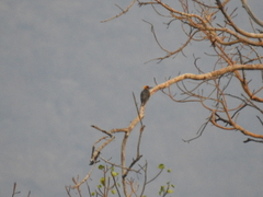 Melanerpes chrysogenys